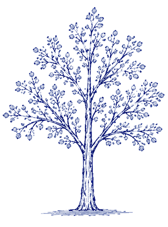 Bonsai preview